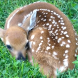 BabyDeerSEMVilla