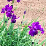 SEMVillaPurpleIris